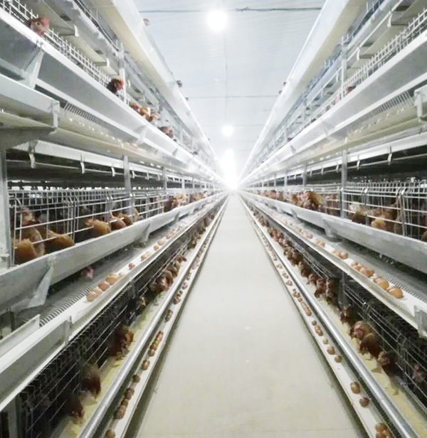 规模化商品蛋鸡场不同笼养蛋鸡设备优缺点分析