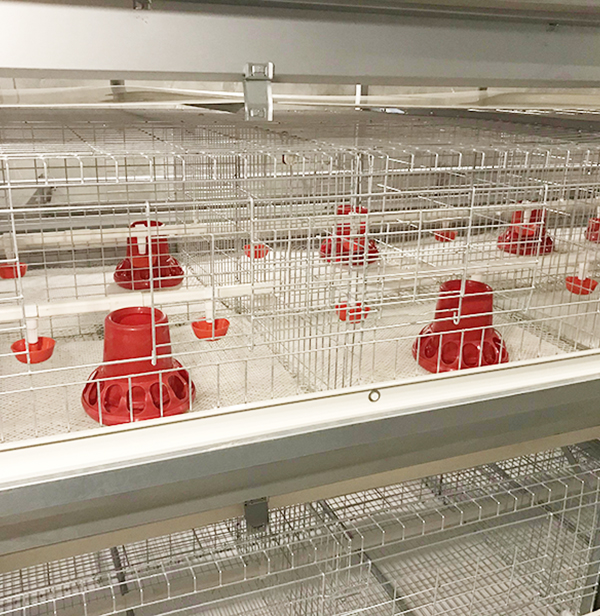 蛋鸡设备厂家浅谈农村养鸡十大问题